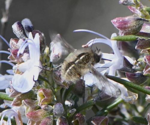 Réf. 249 538 : Bombylius analis